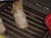 hoof.jpg