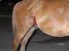 horse9jg.jpg
